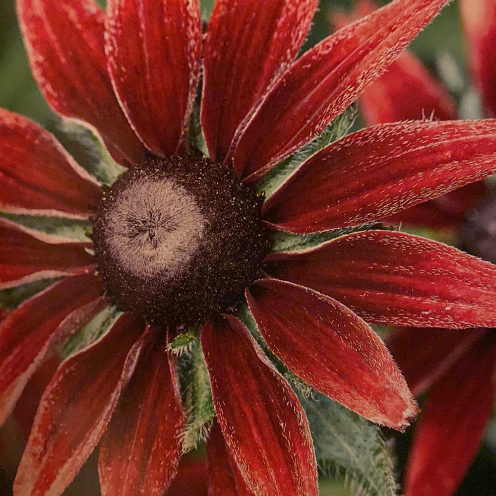 IF I do a live show…